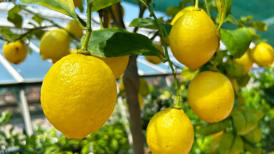 3satthementag: naturschönheit kärnten