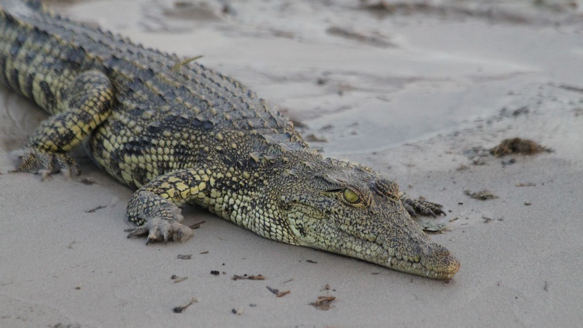 okavango: auf tauchgang mit den krokodilen
