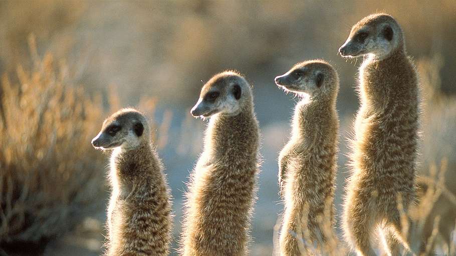 giraffe, erdmännchen & co.