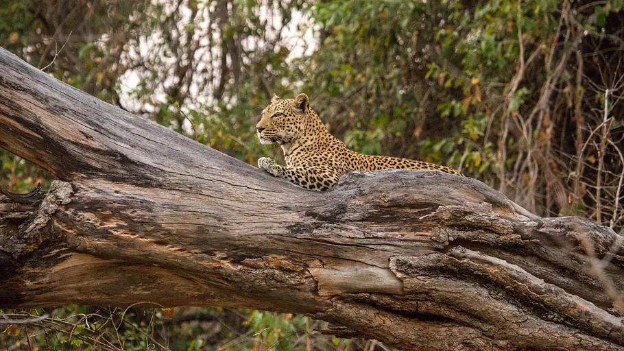 malika jagt - abenteuer einer leopardin