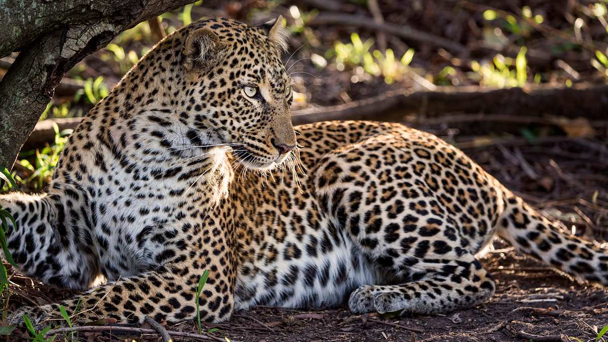 big cat tales - afrikas raubkatzen