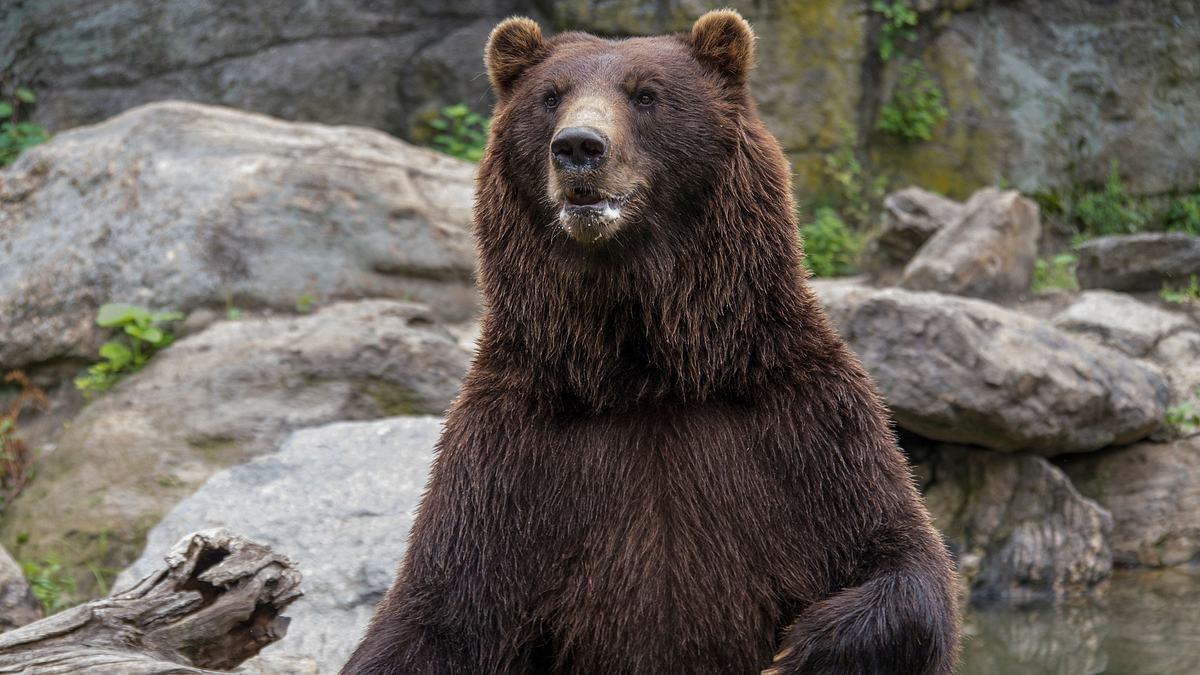 bronx zoo - tierpark der superlative