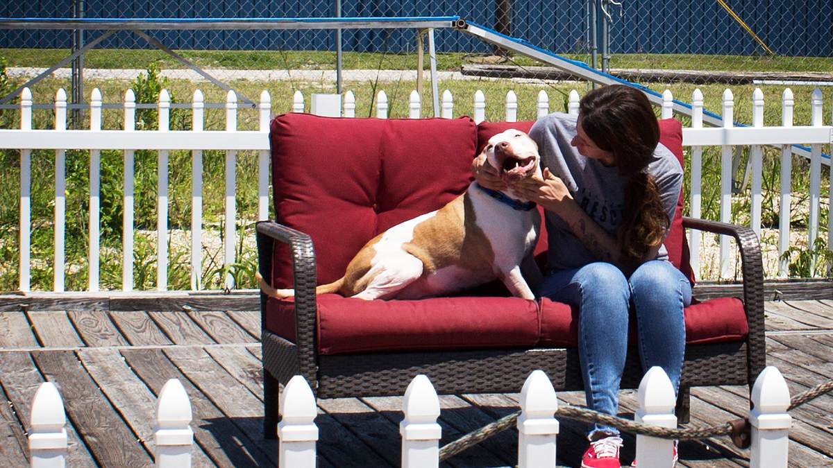 pitbulls auf bewährung
