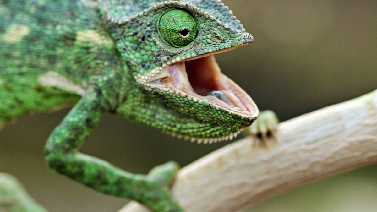 pakistans natur, ein fragiler schatz