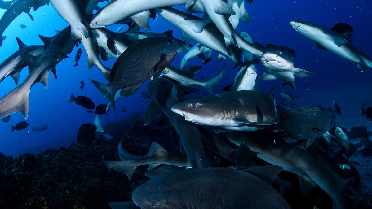 der echte sharknado!