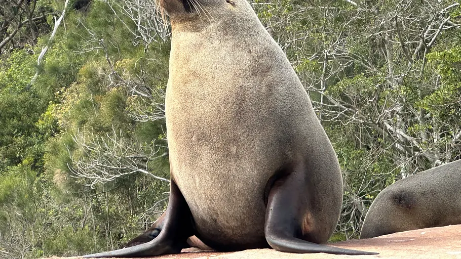 taronga zoo hautnah