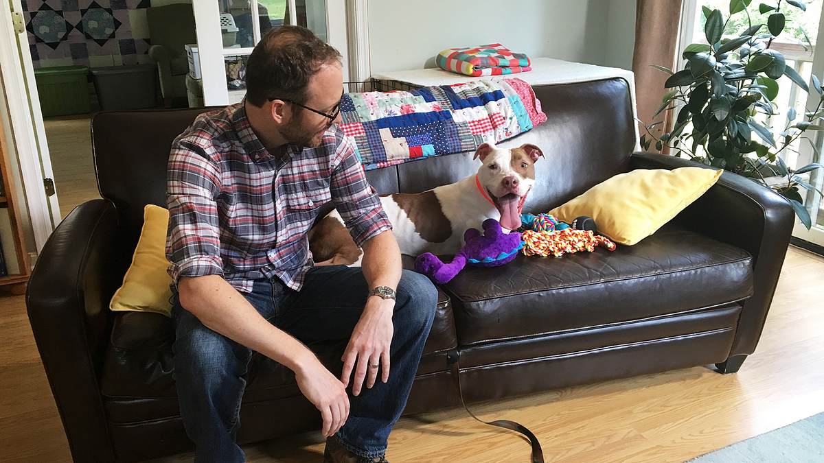 pitbulls auf bewährung