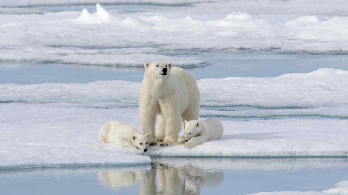 Die Reise der Eisbären die reise der eisbären