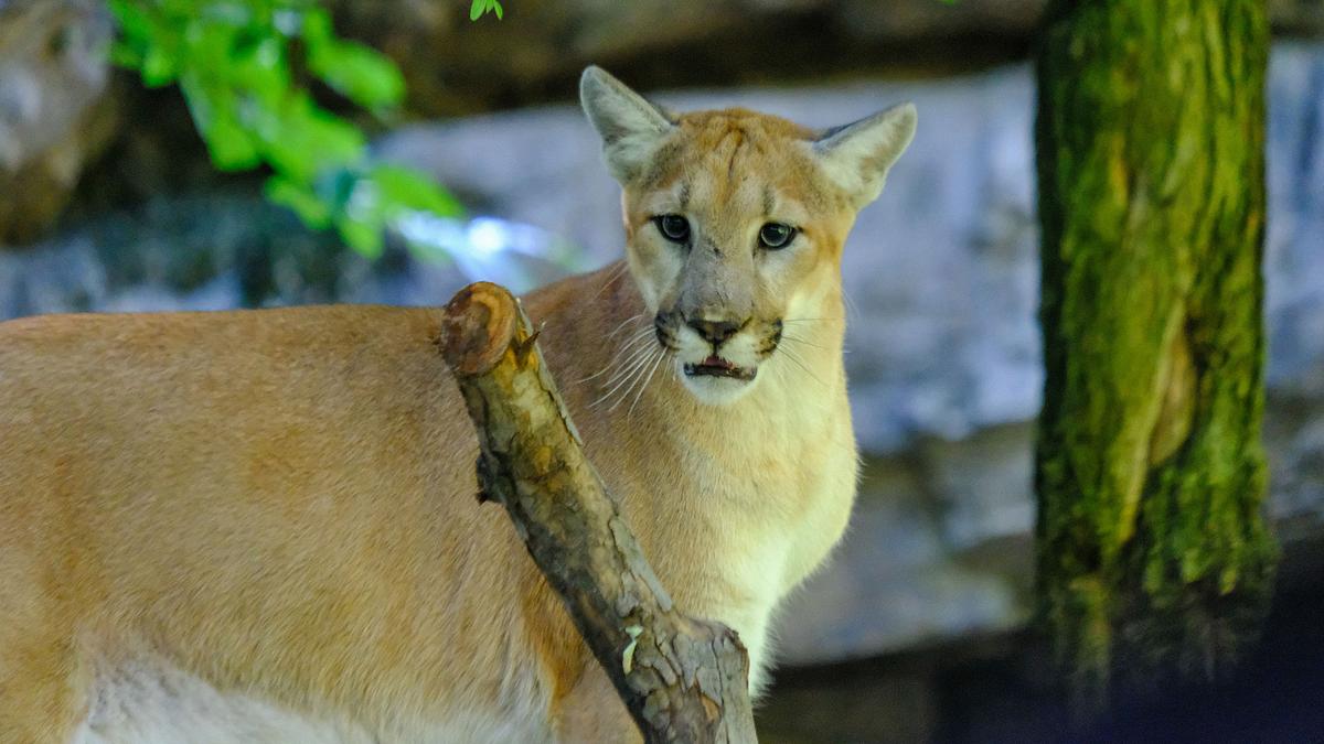 Bronx Zoo - Tierpark der Superlative bronx zoo - tierpark der superlative
