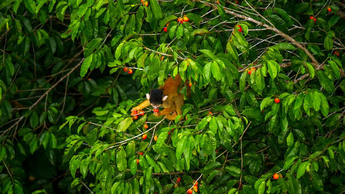 Wildes Peru wildes peru