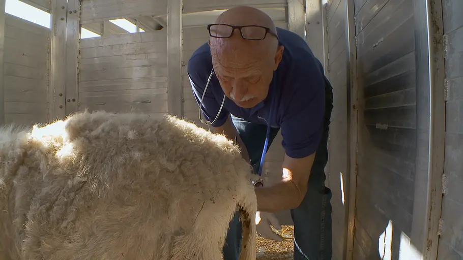 Der unglaubliche Dr. Pol der unglaubliche dr. pol