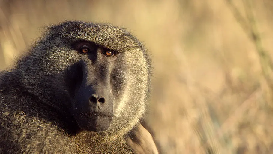 Serengeti - Wilde Geschichten aus der Savanne serengeti - wilde geschichten aus der savanne