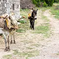 360° Reportage: Montenegro - Der Eselretter Thumbnail