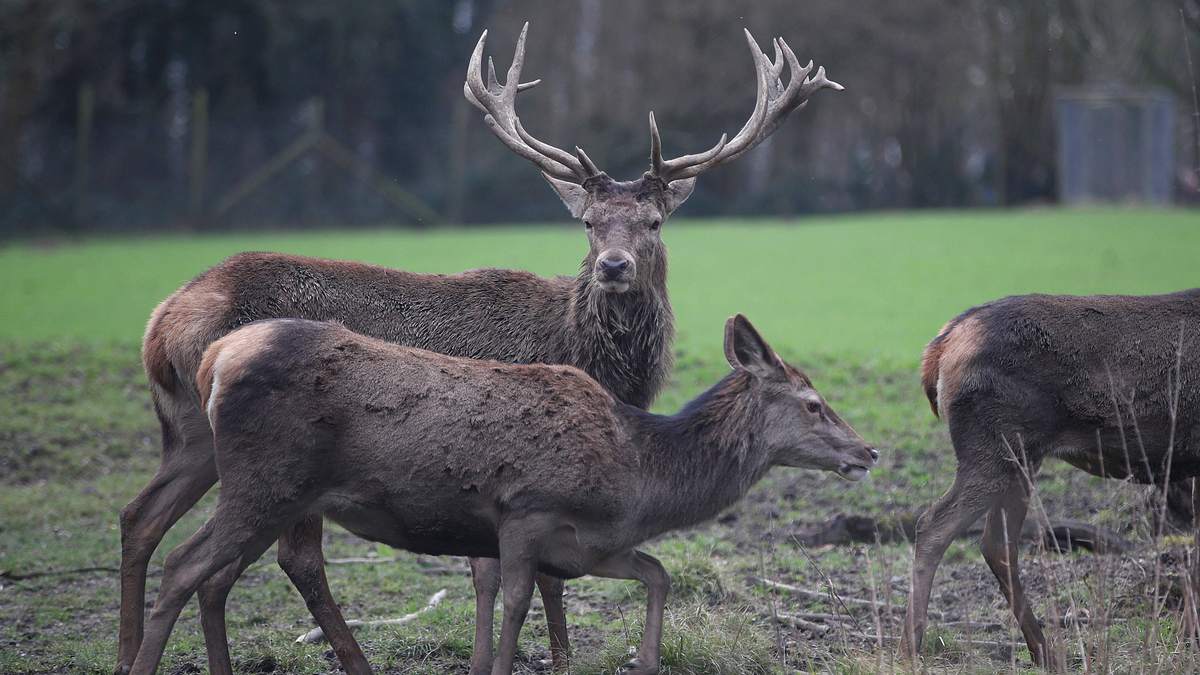 wildwechsel: tiere auf achse