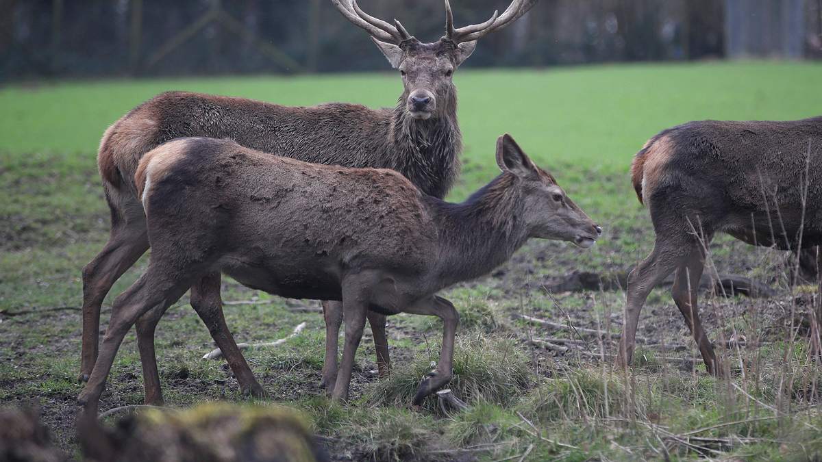 wildwechsel: tiere auf achse