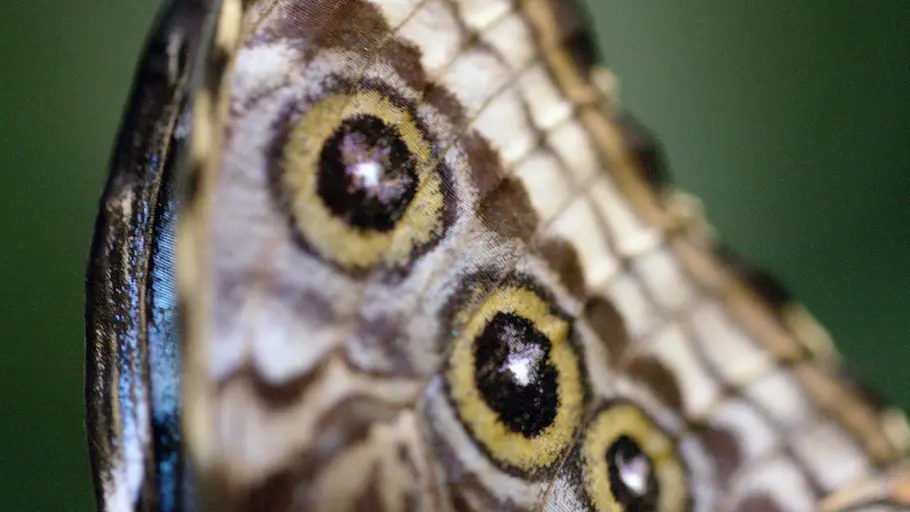 schmetterlinge!!! - superhelden der natur