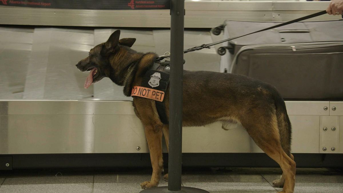 flughafen new york - kampf den schmugglern