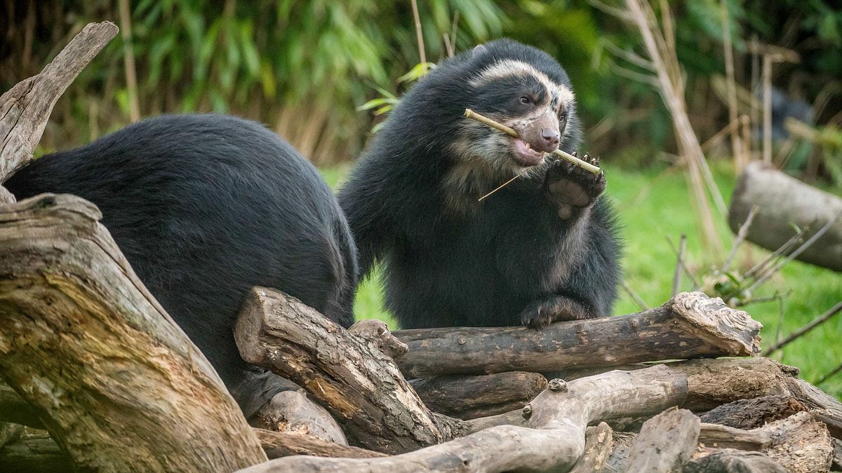 zoo und so - tierisch wild!