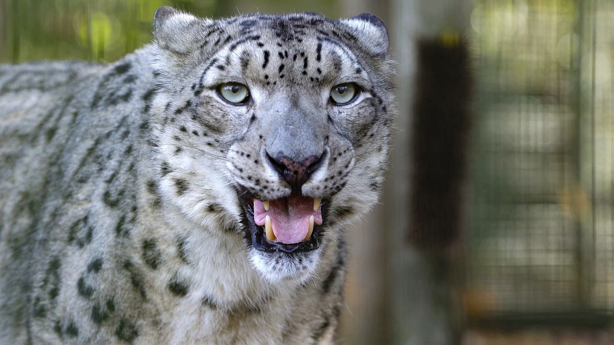 die sprache der tiere
