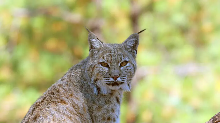 Phänomenale Natur phänomenale natur