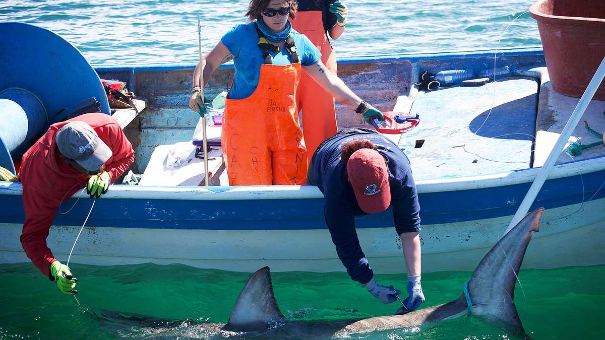 Shark Week shark week
