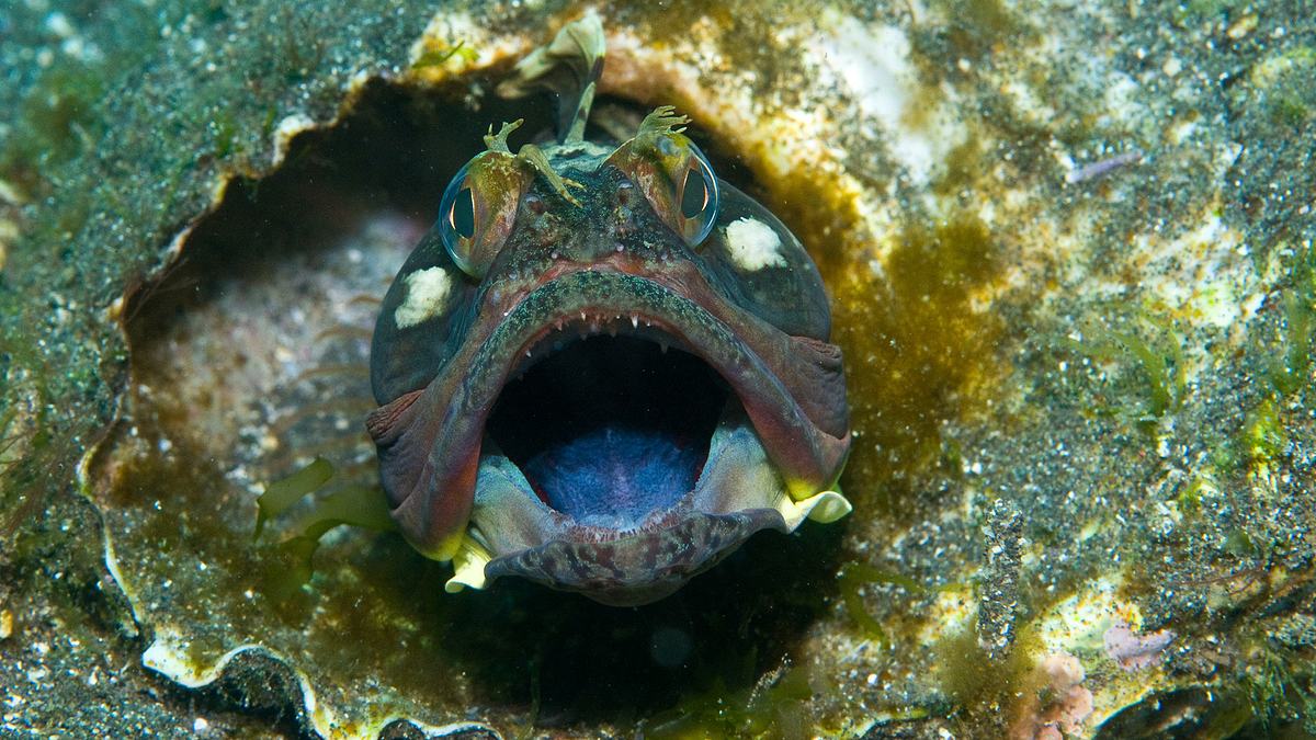 tierische freaks der ozeane