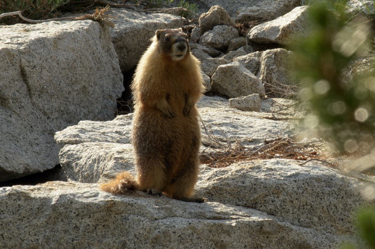 amerikas nationalparks
