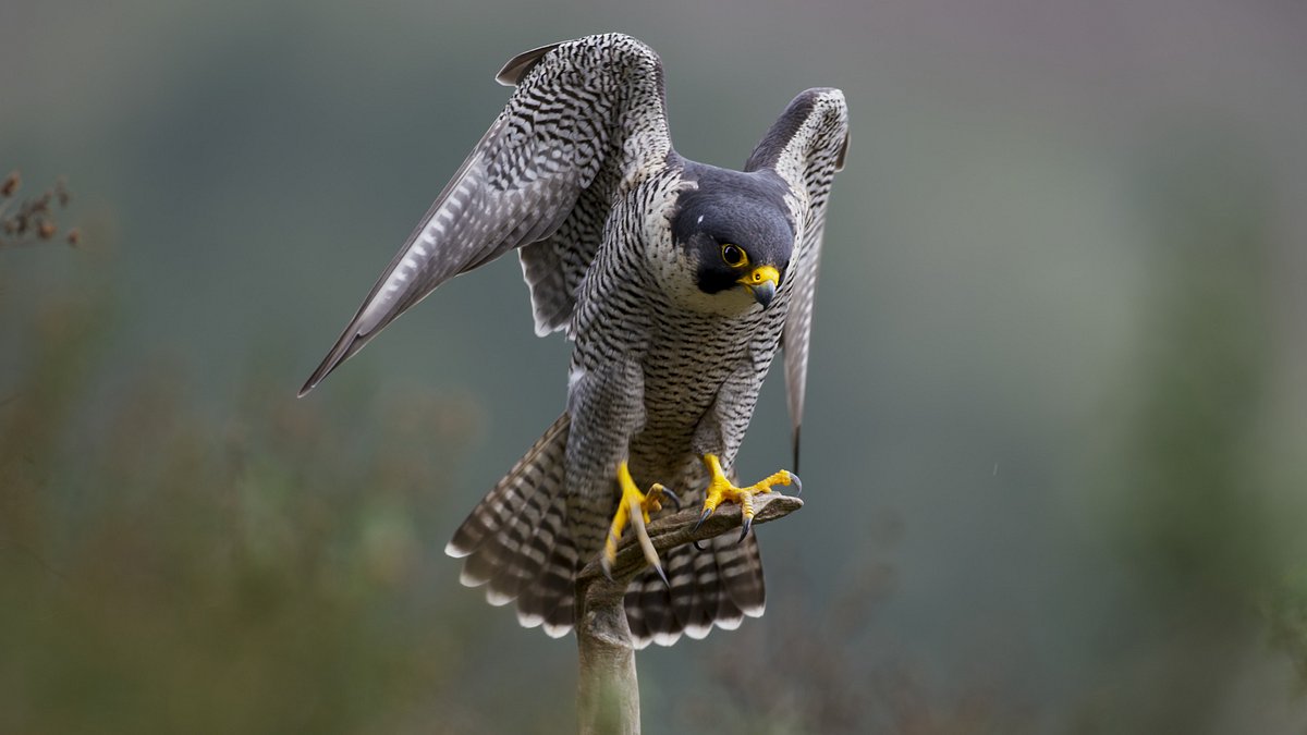 schätze der natur