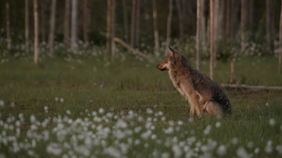 wilde arktis