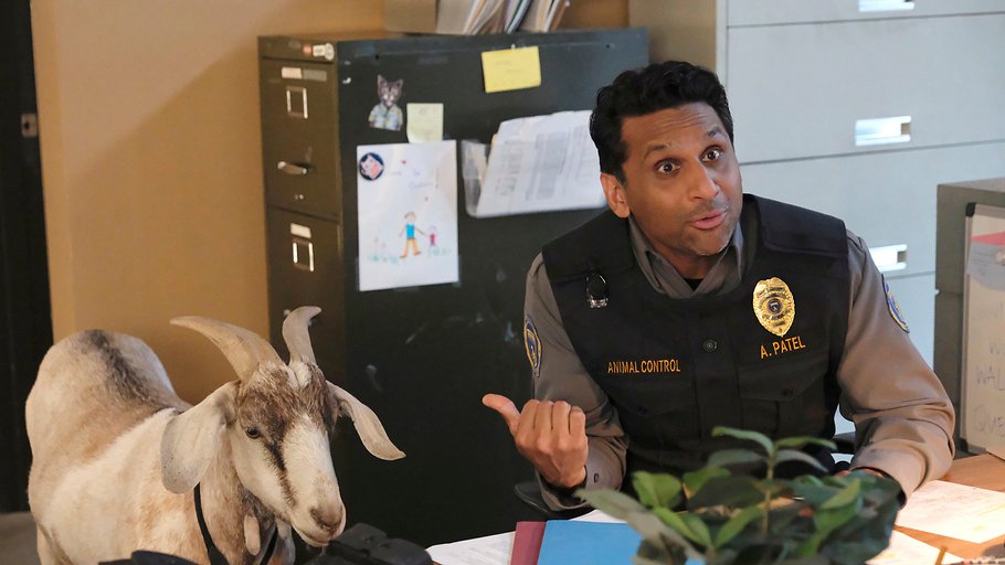 animal control