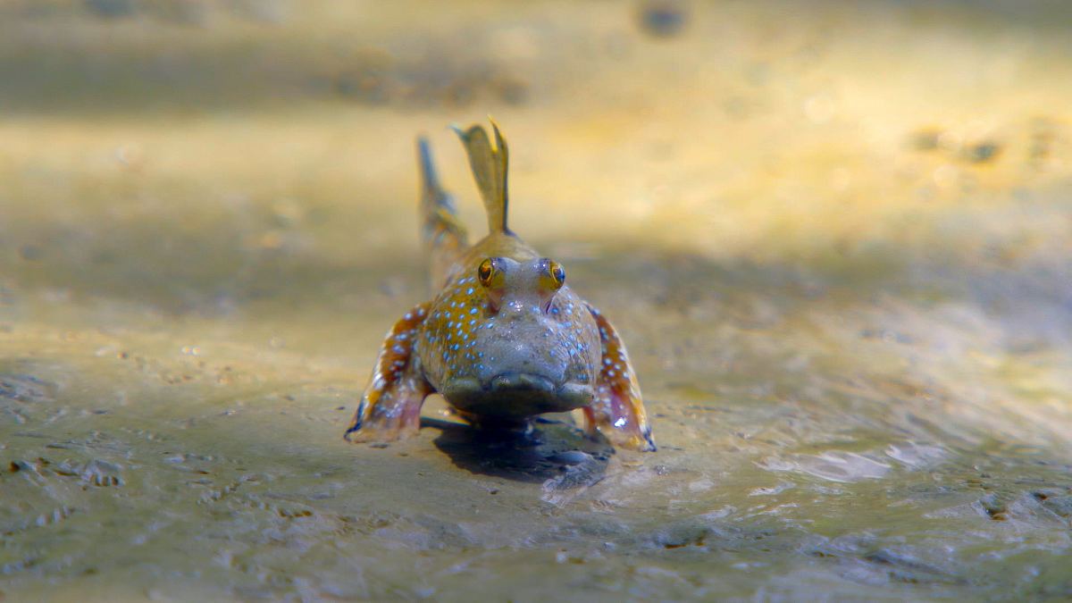 die sprache der tiere