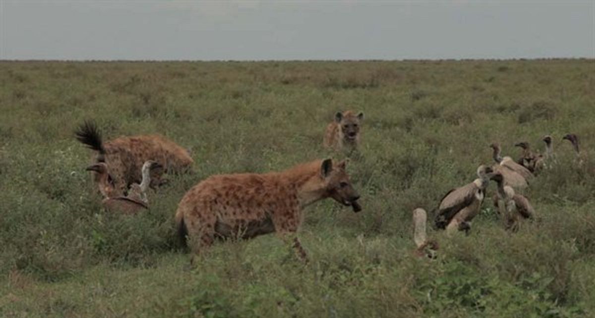 kampf der raubkatzen - löwe gegen gepard