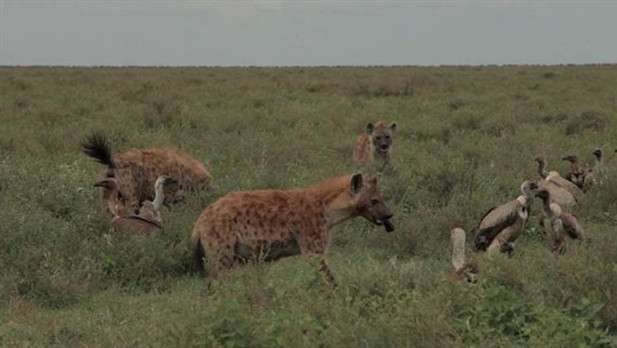 kampf der raubkatzen - löwe gegen gepard