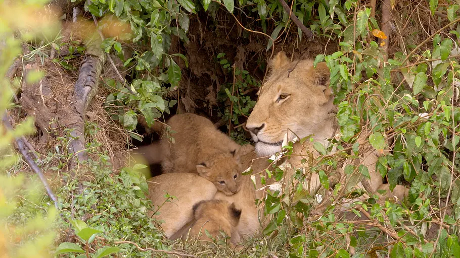 Die Großkatzen der Masai Mara die großkatzen der masai mara