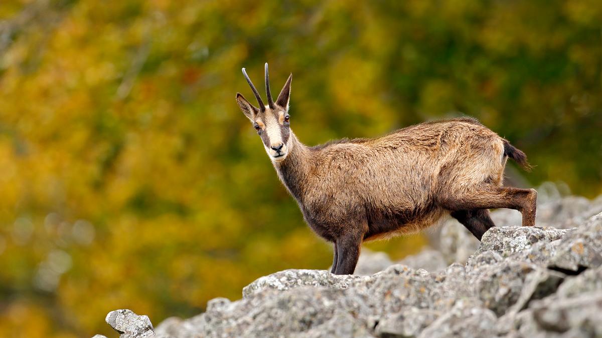 tierwelt der alpen