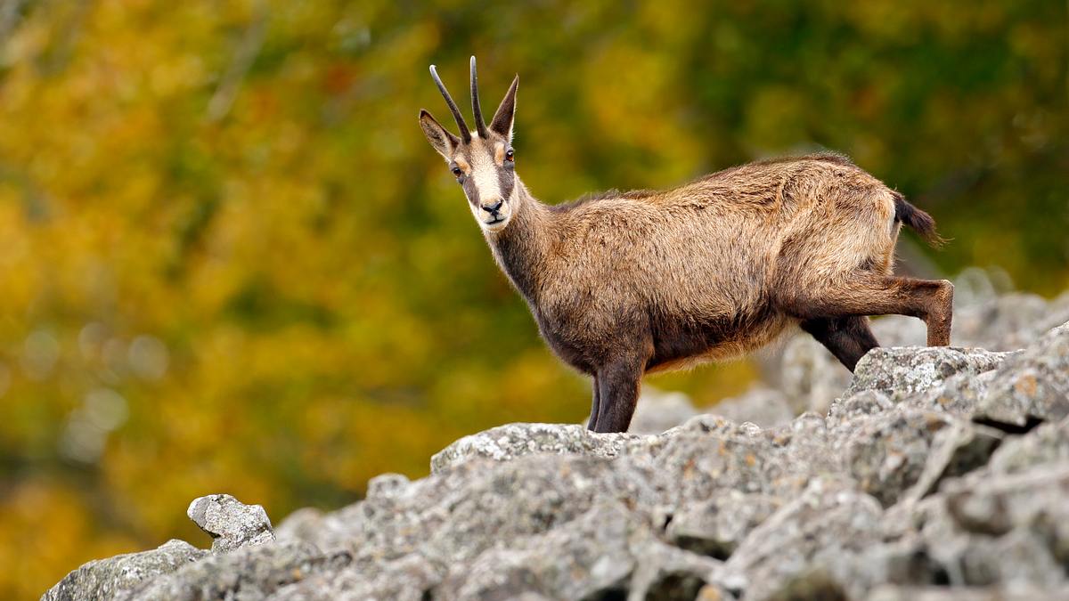 tierwelt der alpen