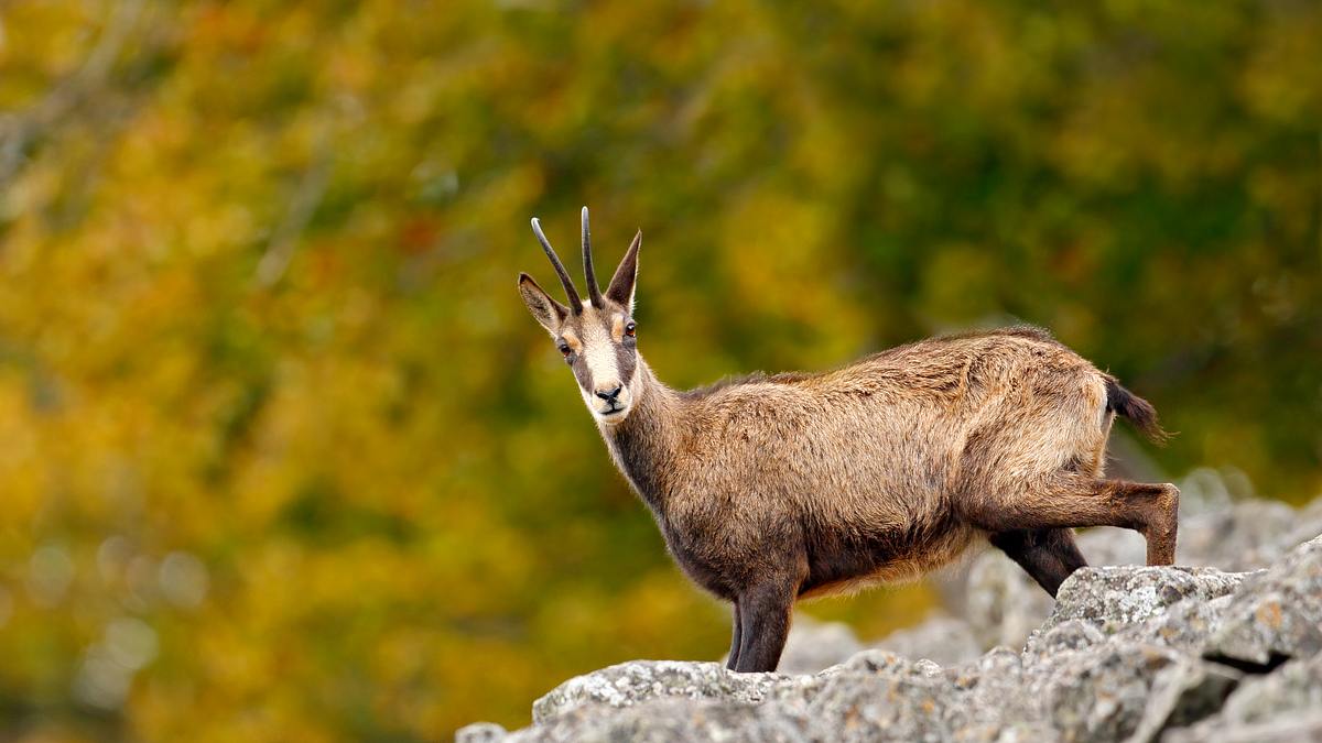 tierwelt der alpen