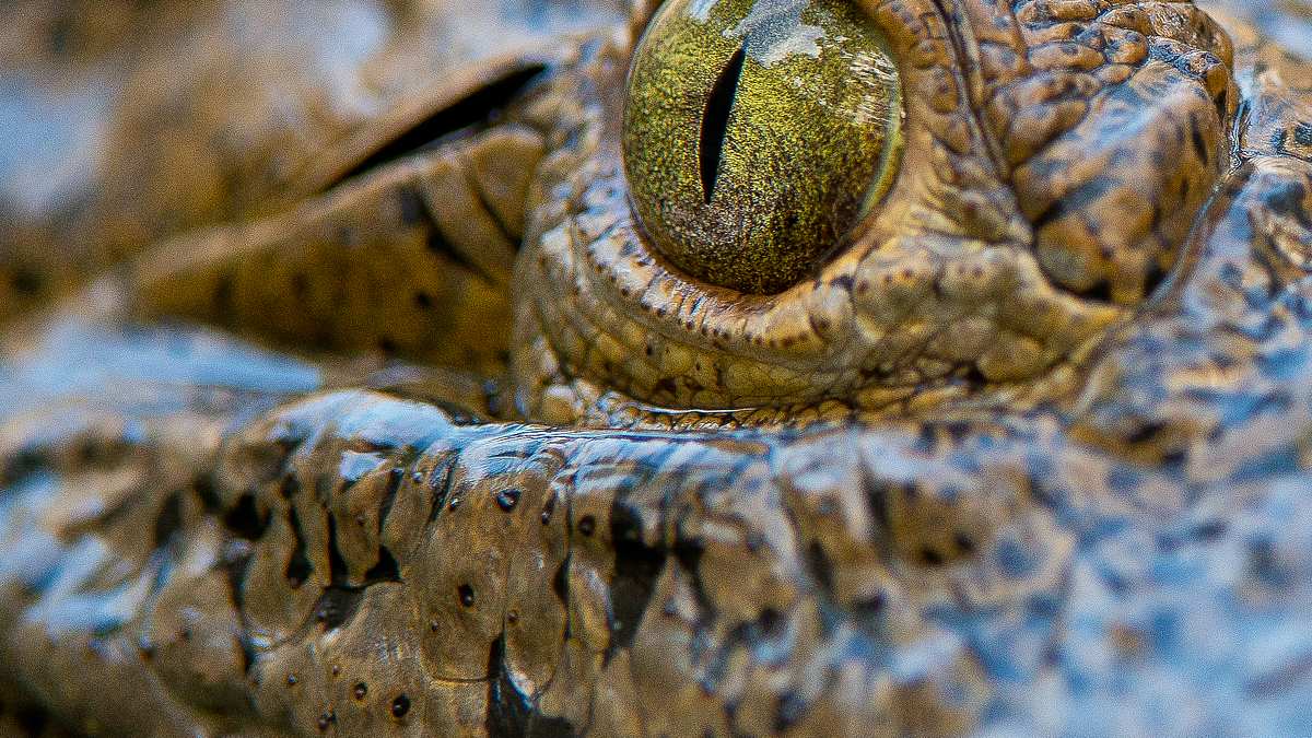 wildes florida: königreich der reptilien