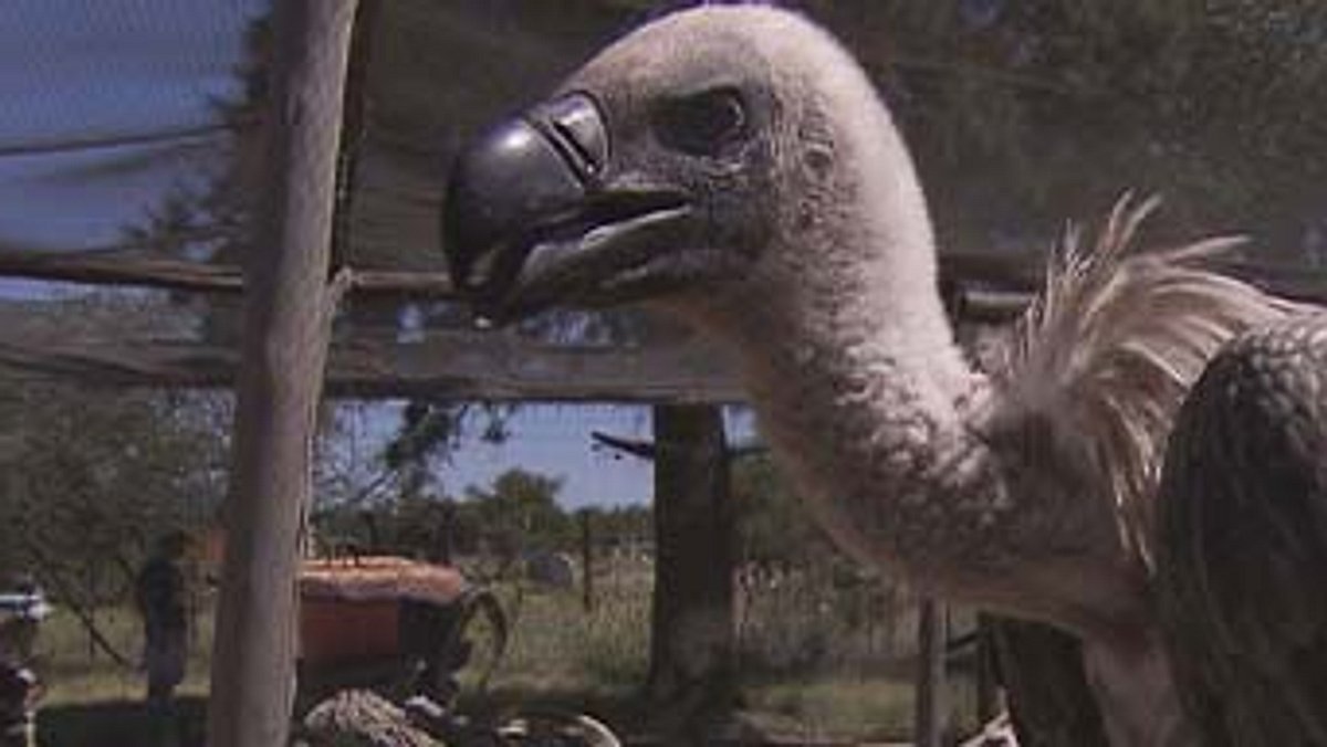 das waisenhaus für wilde tiere - abenteuer afrika