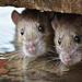 Animal Mysteries - Unglaubliches Tierverhalten Thumbnail