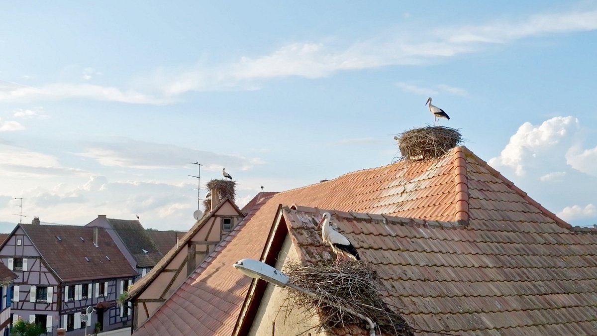 beachtliche bauten und ihre wilden nachbarn