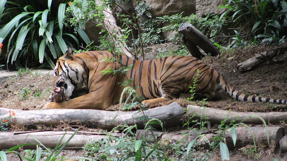 san diego zoo