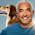 Cesar Millan: Guter Mensch, guter Hund Thumbnail