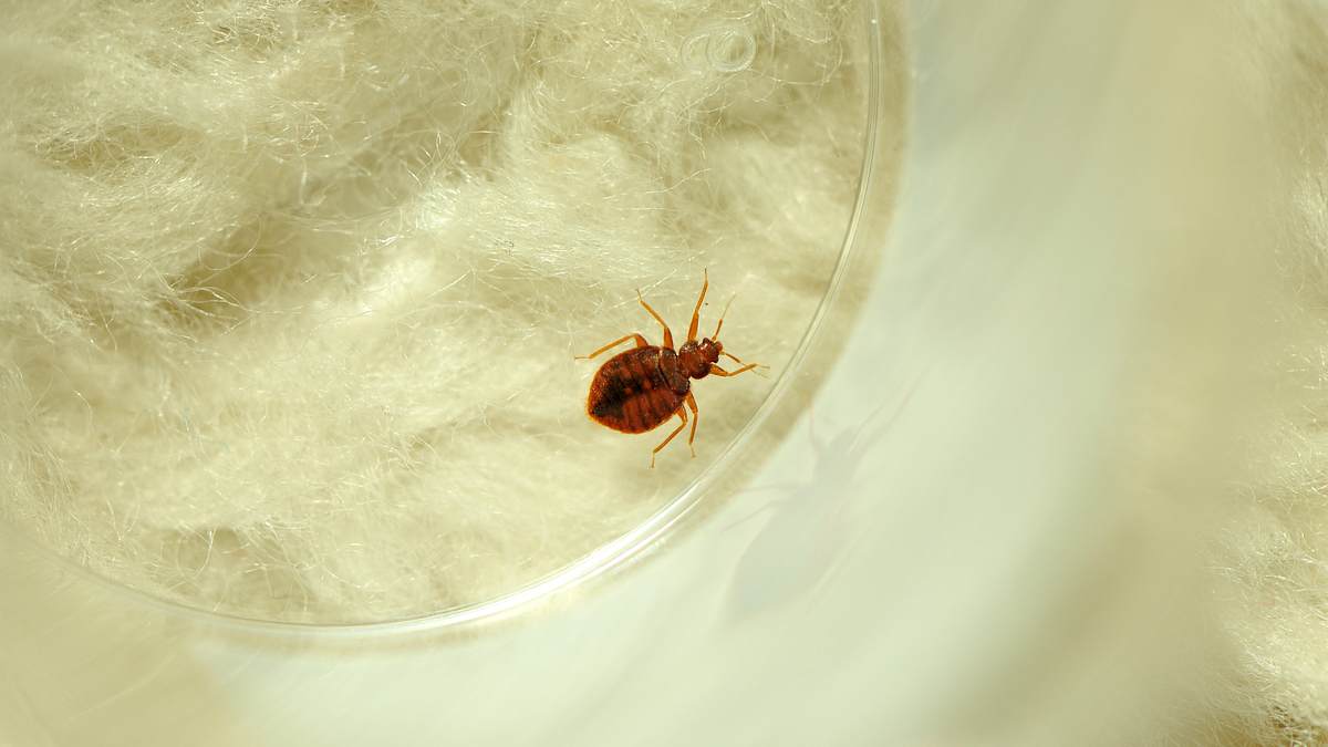 tierische eroberer