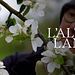 Apfelwiesen und Wildnis - Das Alte Land an der Elbe Thumbnail