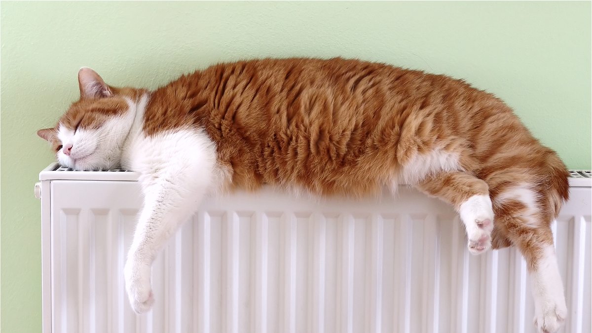 der katzenflüsterer
