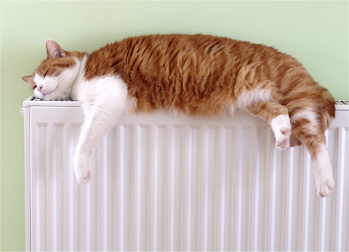 Der Katzenflüsterer der katzenflüsterer