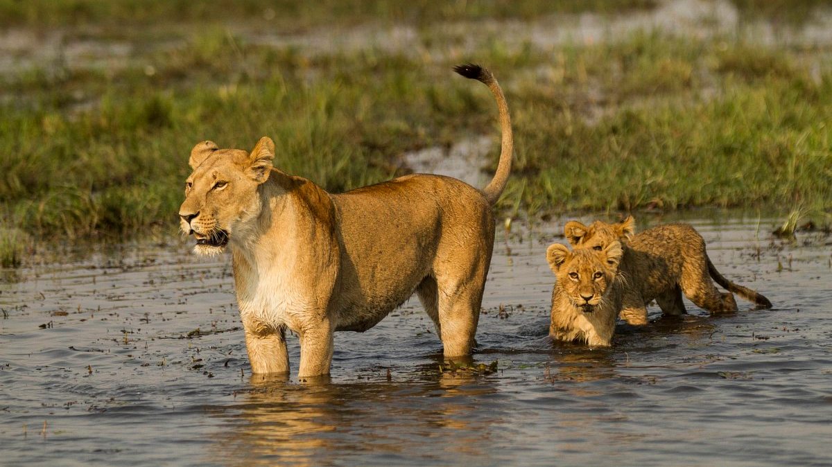 botswana: zum kämpfen geboren