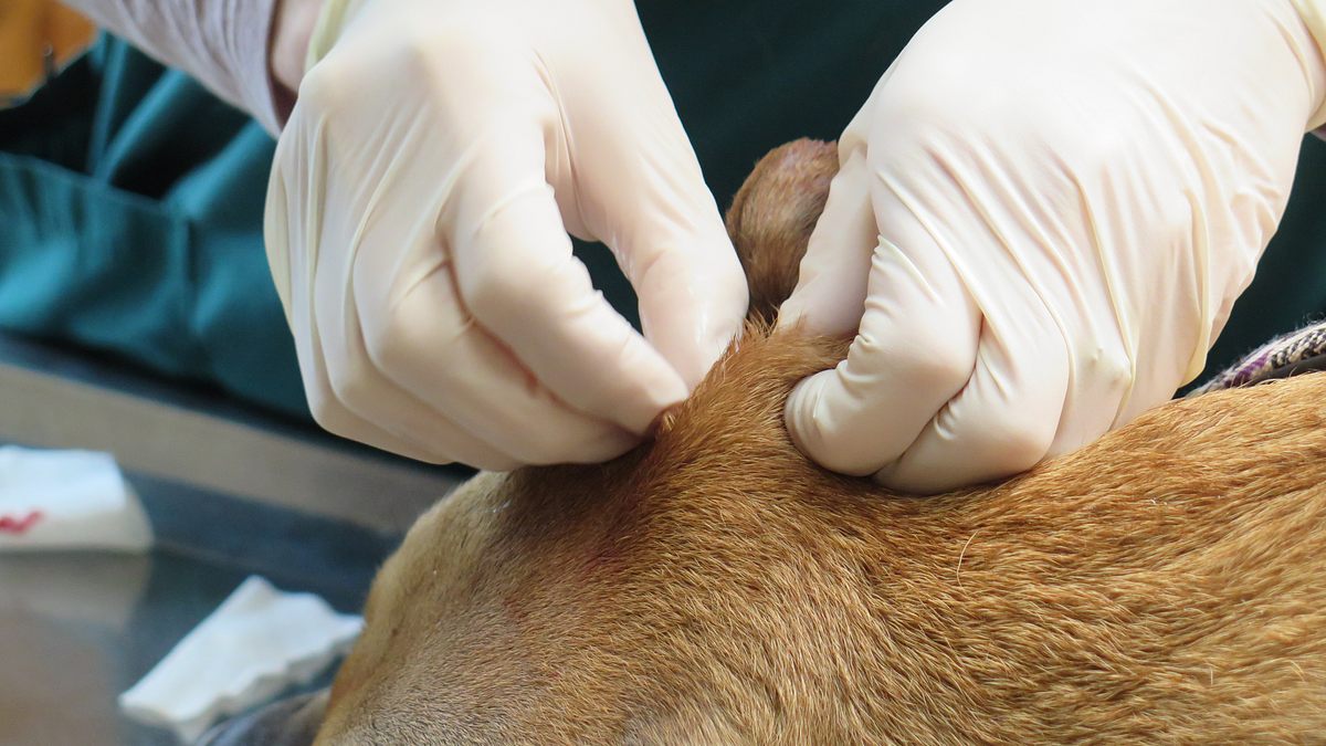der unglaubliche dr. pol