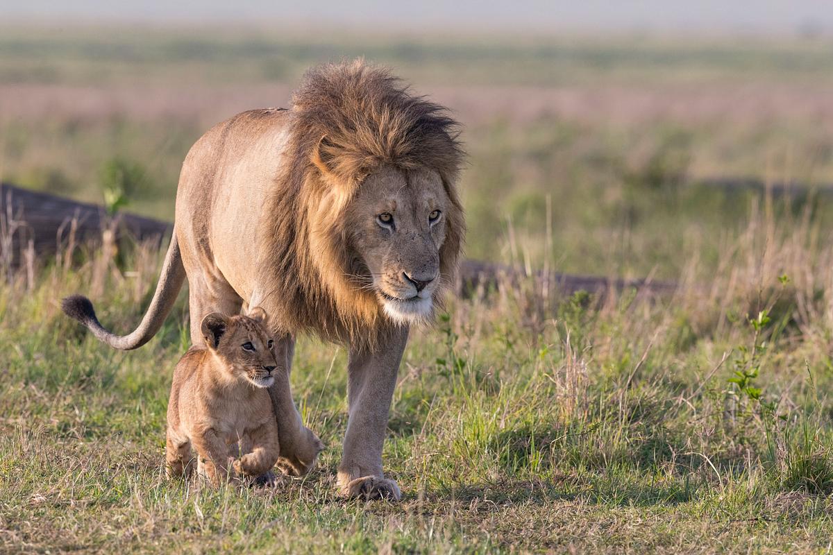 Big Cat Tales - Afrikas Raubkatzen big cat tales - afrikas raubkatzen